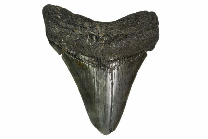 Fossil Megalodon Tooth - South Carolina #149394